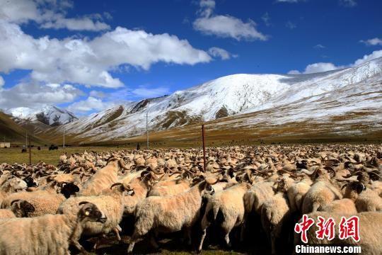 青海构建青藏高原现代牧场模式