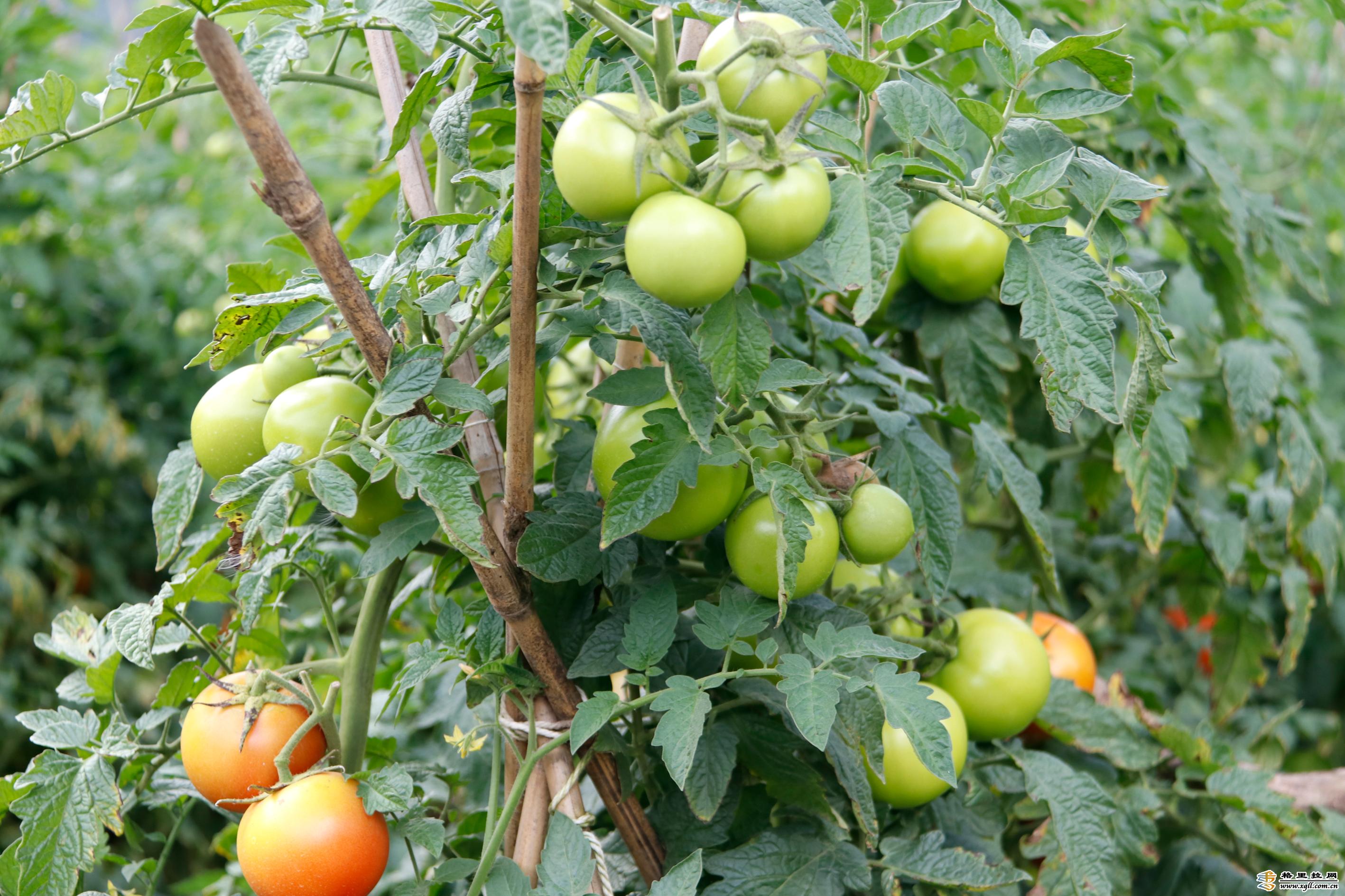 云南金锄生物科技公司西红柿种植基地.