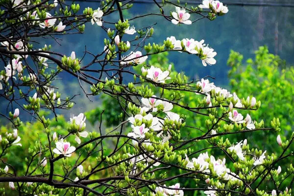 一树树缀满白色花朵的玉荷花树,繁盛得