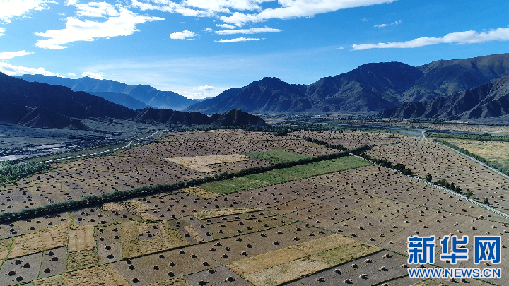 9月15日,在西藏日喀则市白朗县嘎东镇贵热村,一片片青稞地即将收割